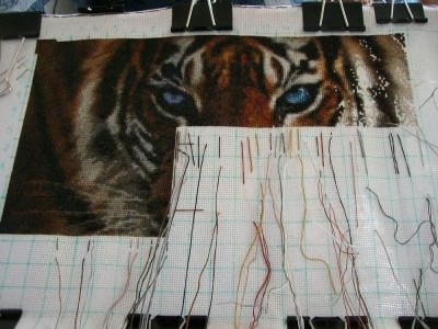 tigr 2008-06-29.jpg